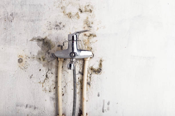 Best White Mold Remediation in Beeville, TX
