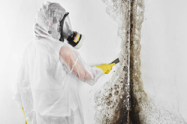 Best Commercial Mold Remediation in Beeville, TX