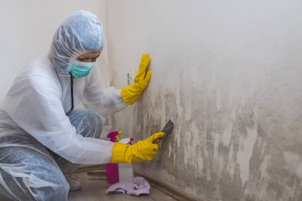 Best Crawl Space Mold Remediation in Beeville, TX