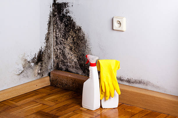 Best Kitchen Mold Remediation in Beeville, TX