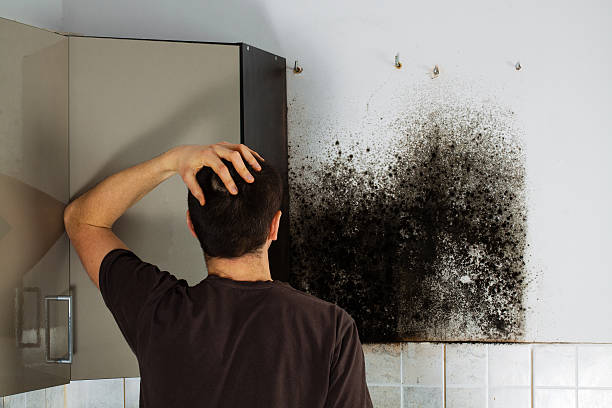 Best Industrial Mold Remediation in Beeville, TX