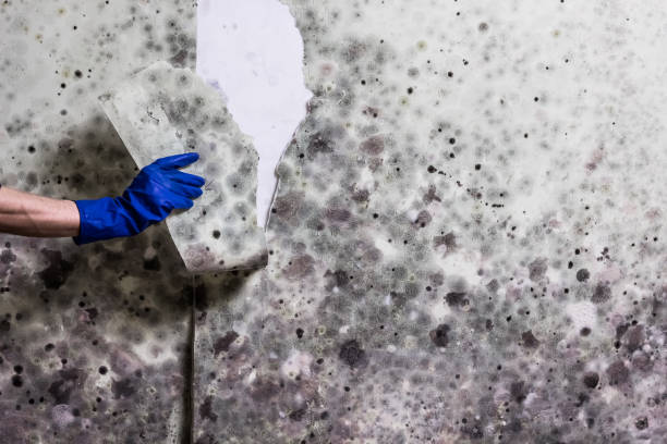 Best White Mold Remediation in Beeville, TX